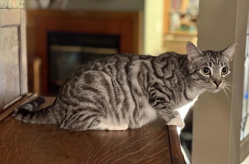 LANCIA, Young Tabby (short coat), cat for adoption in Florence, Alabama