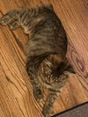 adoptable Cat in  named CHARLOTTE