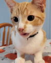 adoptable Cat in , AL named RUSTY