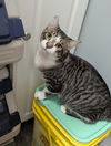 adoptable Cat in , AL named KIKI