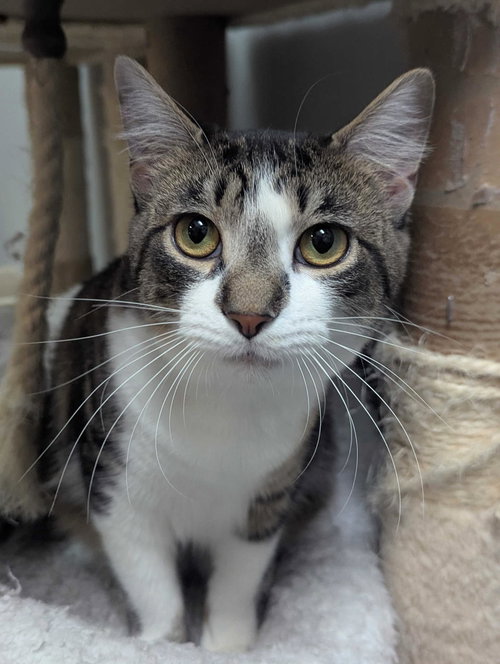 KIKI, Young Tabby (short coat), cat for adoption in Florence, Alabama