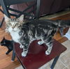 adoptable Cat in , AL named KATERINA