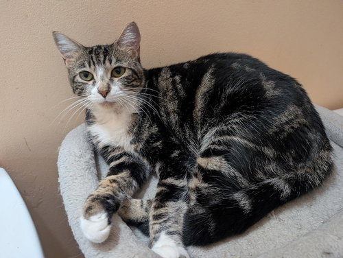 KATERINA, Young Tabby (short coat), cat for adoption in Florence, Alabama