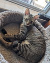 adoptable Cat in , AL named GRETEL