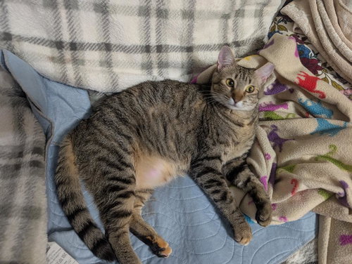 GRETEL, Young Tabby (short coat), cat for adoption in Florence, Alabama