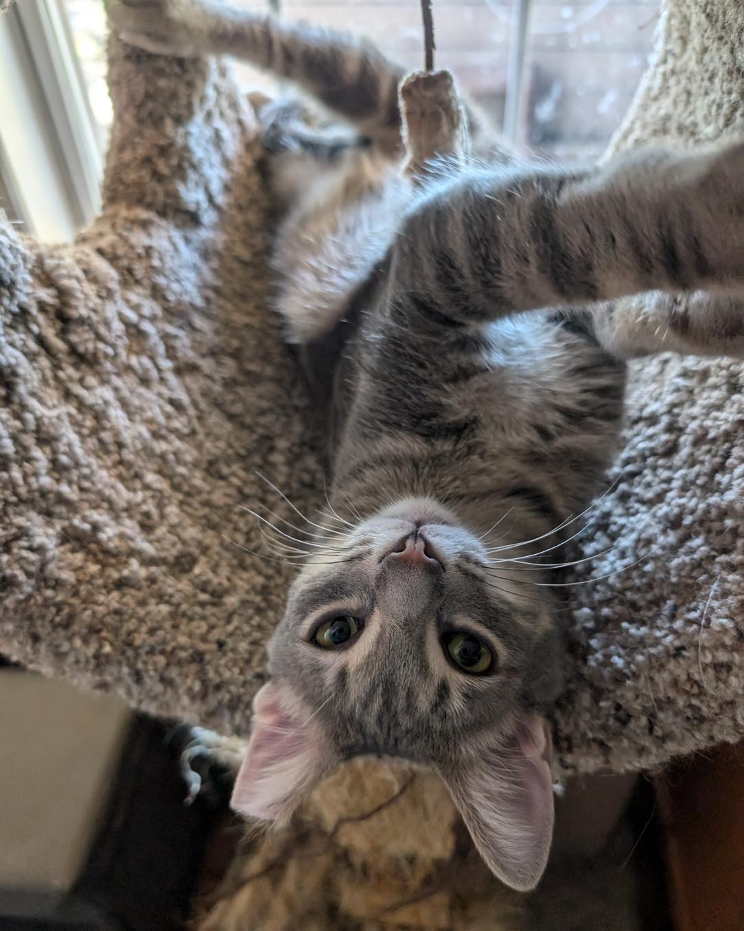 adoptable Cat in Capshaw, AL named HANSEL