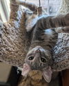 adoptable Cat in , AL named HANSEL