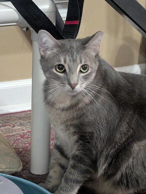 HANSEL, Young Tabby (short coat), cat for adoption in Florence, Alabama