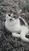 adoptable Cat in , AL named PORCHY