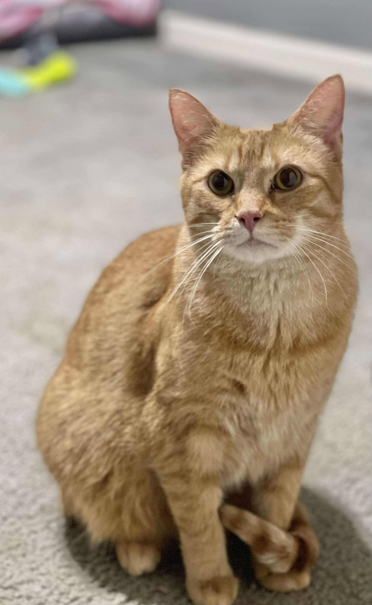 adoptable Cat in Capshaw, AL named TWIX