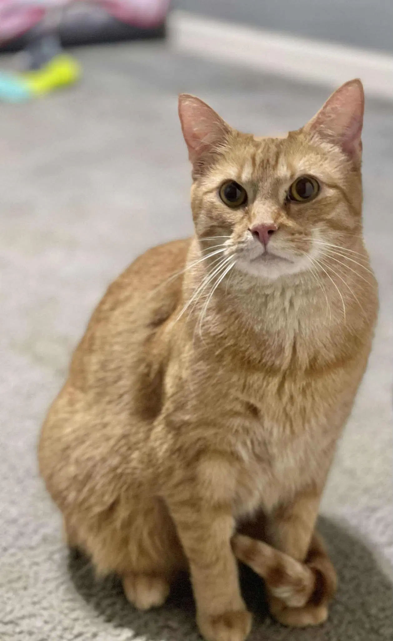 Twix - Tabby