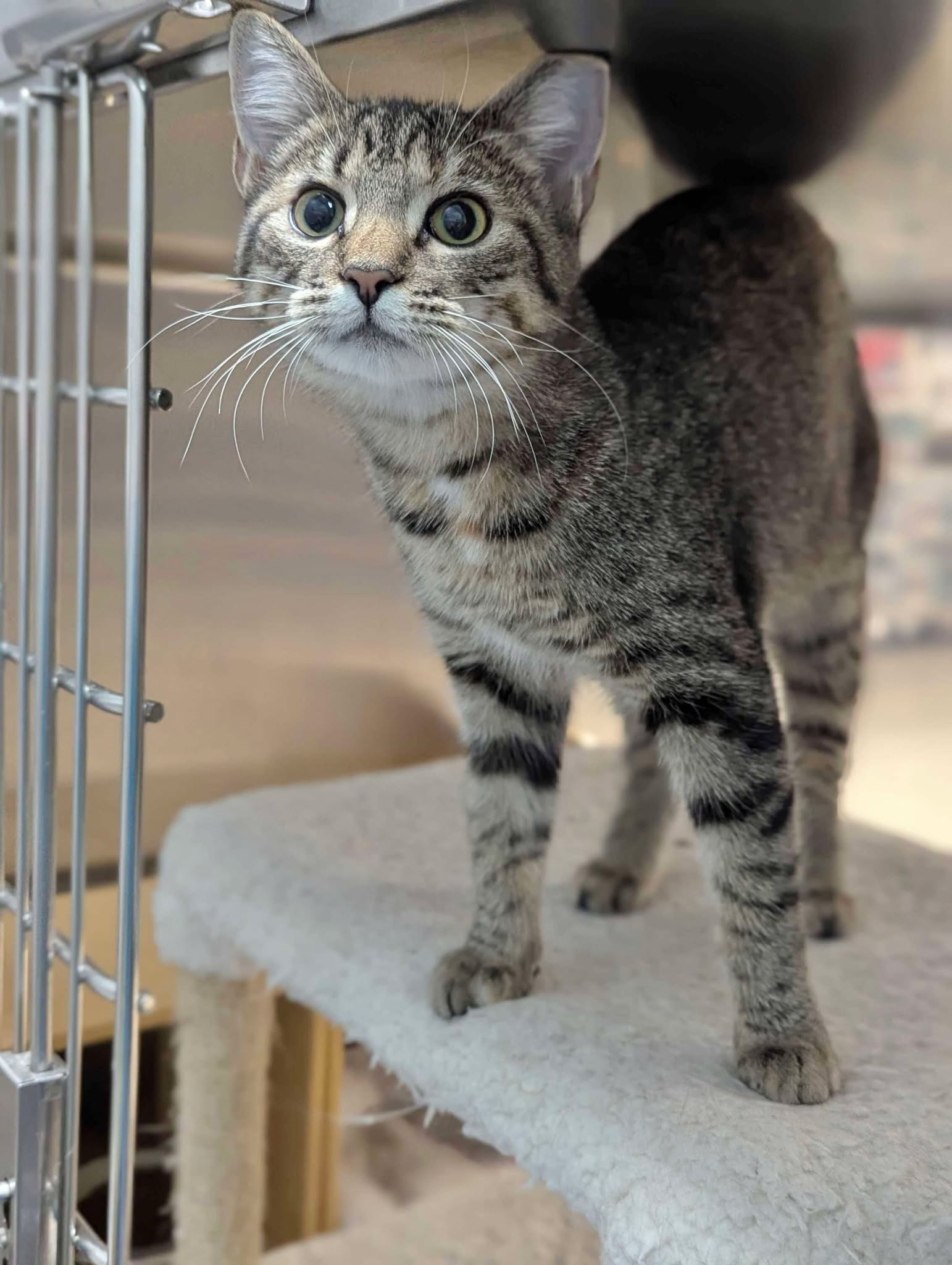 adoptable Cat in Capshaw, AL named ELSA