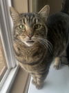 adoptable Cat in , AL named CAROLINE