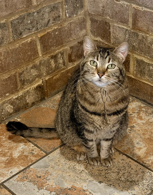 CAROLINE, Young Tabby (short coat), cat for adoption in Florence, Alabama