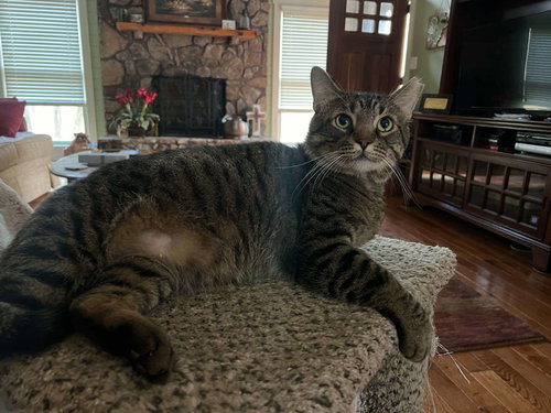 FALCON, Adult Tabby (short coat), cat for adoption in Florence, Alabama