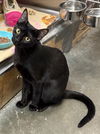 adoptable Cat in , AL named SAMANTHA