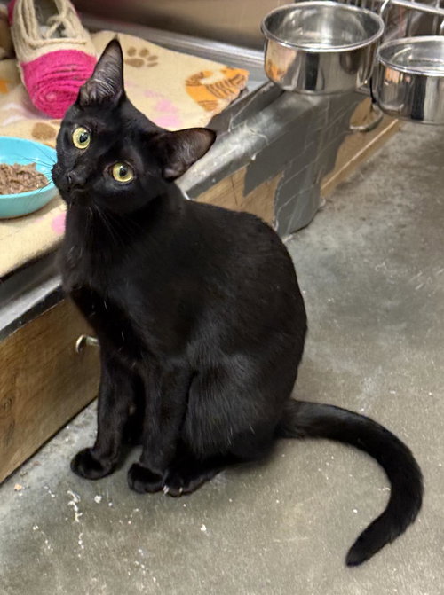 SAMANTHA, Young Domestic Short Hair (short coat), cat for adoption in Florence, Alabama