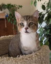 adoptable Cat in , AL named PUMUCKL