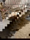 adoptable Cat in , AL named DINTY MOORE