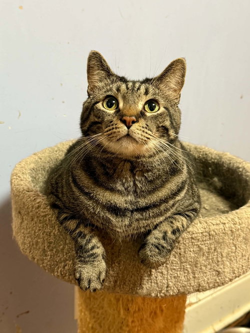 BOUDREAUX, an adoptable Tabby in Capshaw, AL