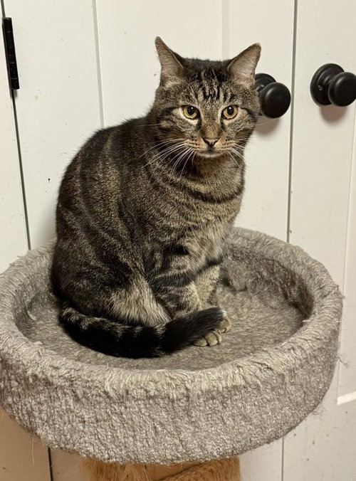 BROUSSARD, an adoptable Tabby in Capshaw, AL