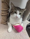 adoptable Cat in , AL named JUNIOR
