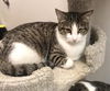 adoptable Cat in , AL named IVY