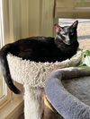 adoptable Cat in , AL named KELLI