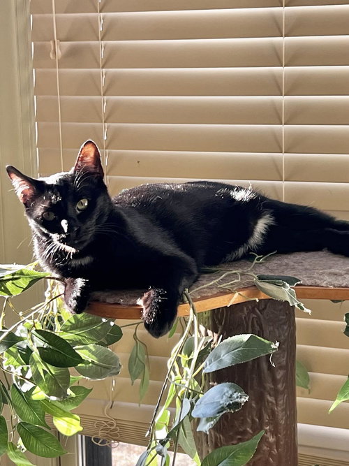 TYLER B, Young Domestic Short Hair (short coat), cat for adoption in Florence, Alabama