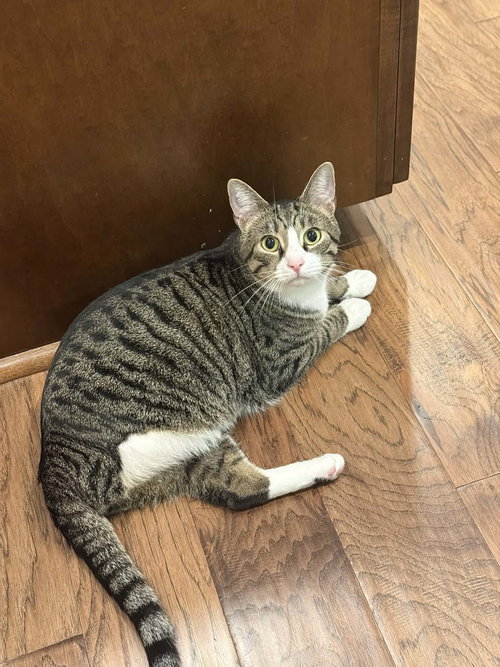 TRIDENT, an adoptable Tabby in Capshaw, AL