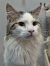 adoptable Cat in , AL named JEAN CLAUDE