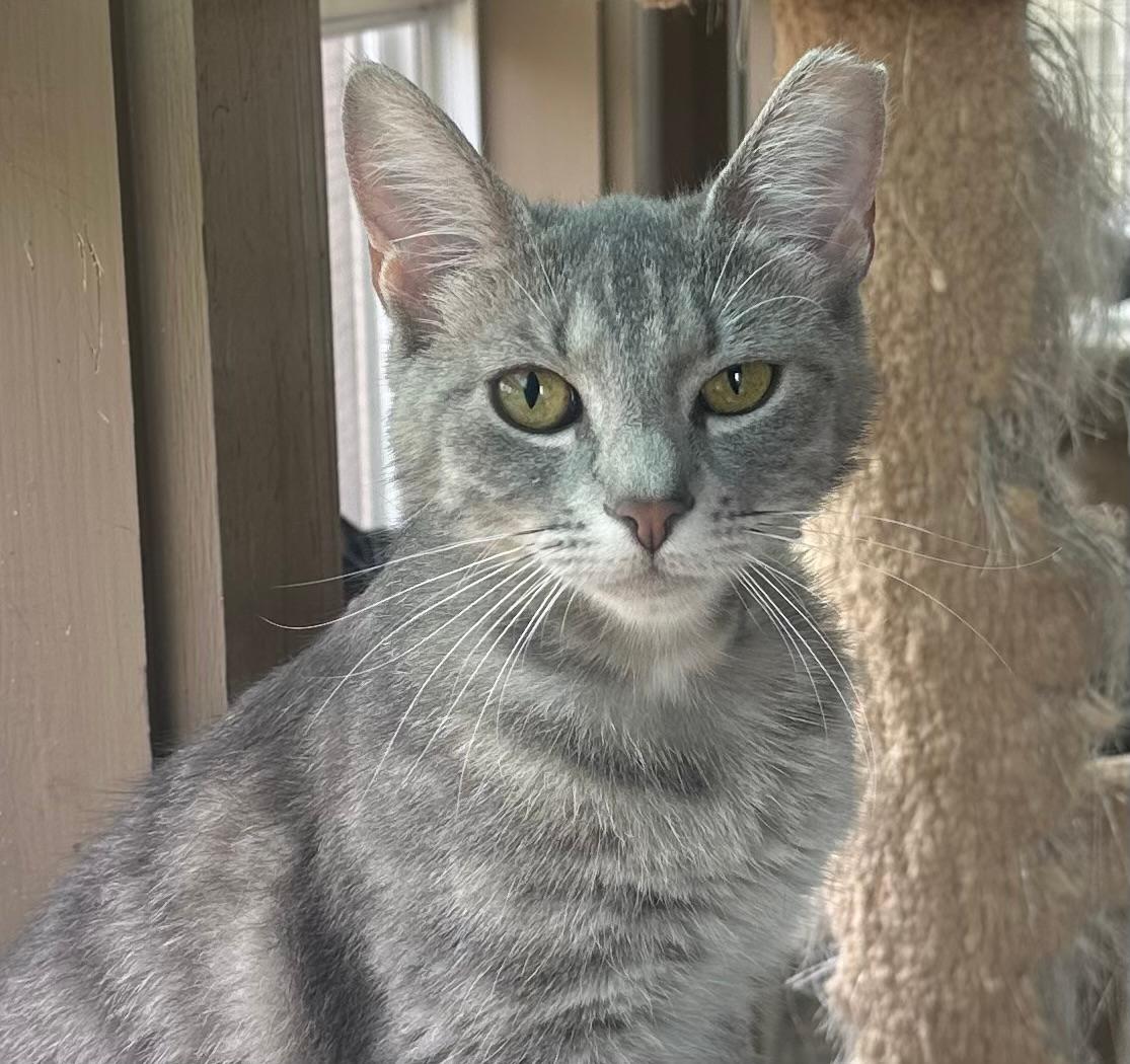 adoptable Cat in Capshaw, AL named DIVA