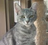 adoptable Cat in , AL named DIVA