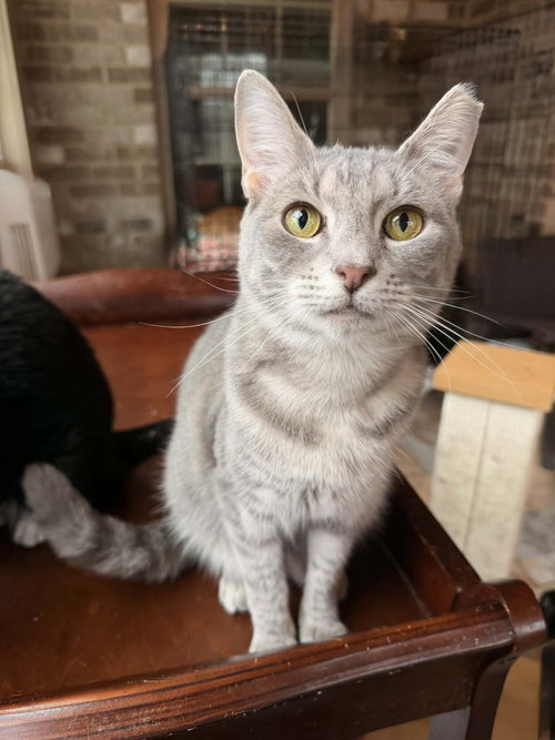 DIVA, Young Tabby (short coat), cat for adoption in Florence, Alabama