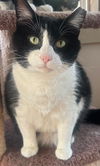 adoptable Cat in  named TOBY
