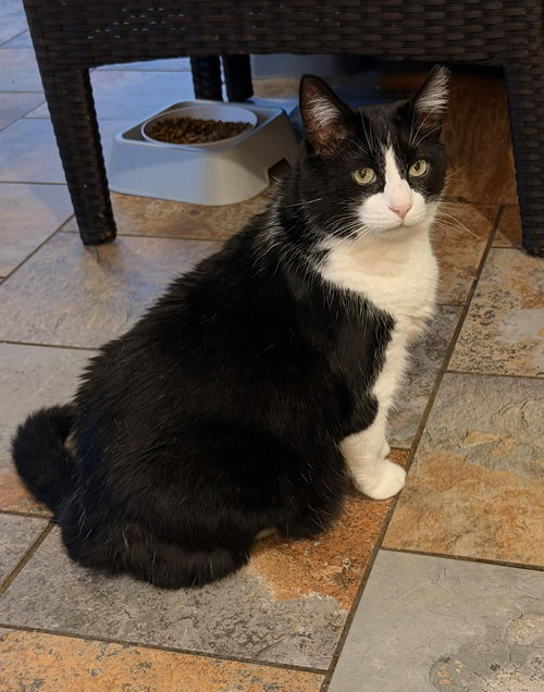 TOBY, an adoptable Tuxedo in Capshaw, AL