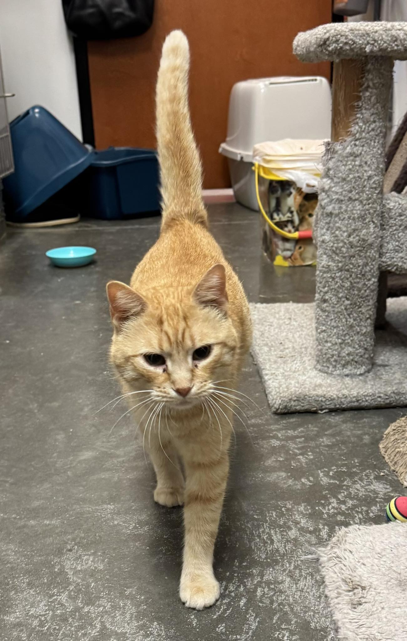 adoptable Cat in Capshaw, AL named DONNER