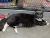 adoptable Cat in  named RHETT
