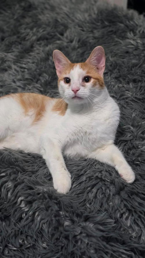 ROLEX, Young Tabby (short coat), cat for adoption in Florence, Alabama