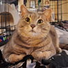 adoptable Cat in Capshaw, AL named HYLAND