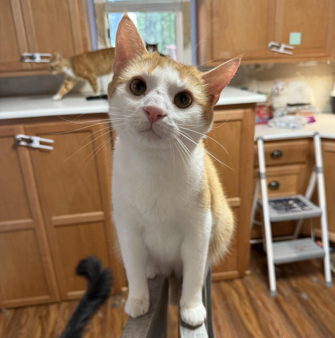 adoptable Cat in Capshaw, AL named MACARONI