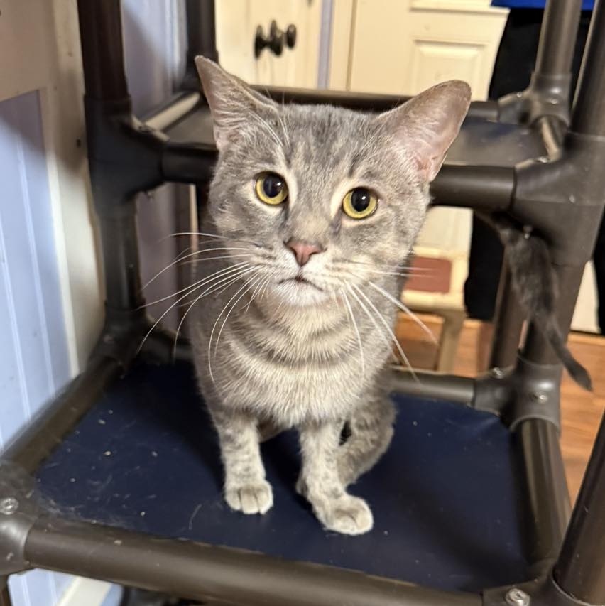 adoptable Cat in Capshaw, AL named BUCK