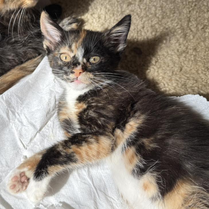 adoptable Cat in Capshaw, AL named DAISY