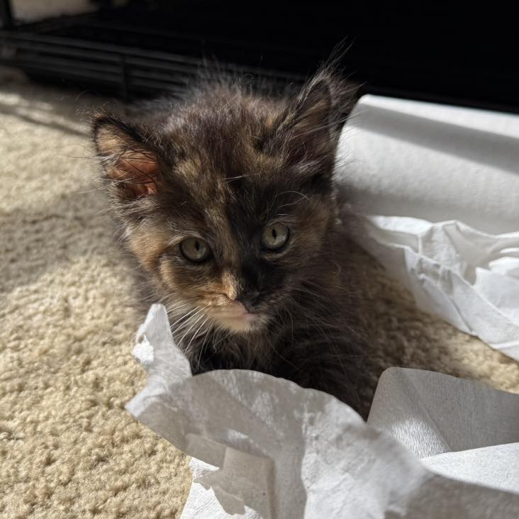 adoptable Cat in Capshaw, AL named FERN