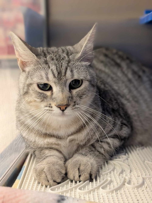OAKLEY, Young Tabby (short coat), cat for adoption in Florence, Alabama