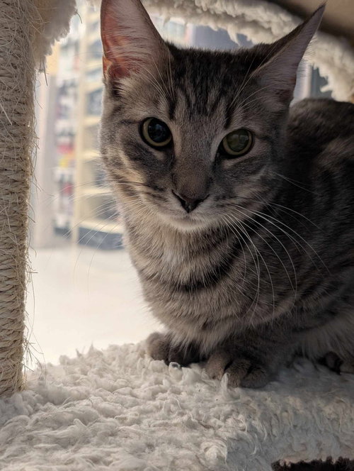 REDSTONE, Young Tabby (short coat), cat for adoption in Florence, Alabama