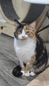 adoptable Cat in  named RUBY