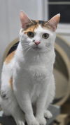 adoptable Cat in  named ROSIE