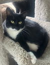 adoptable Cat in  named REECES