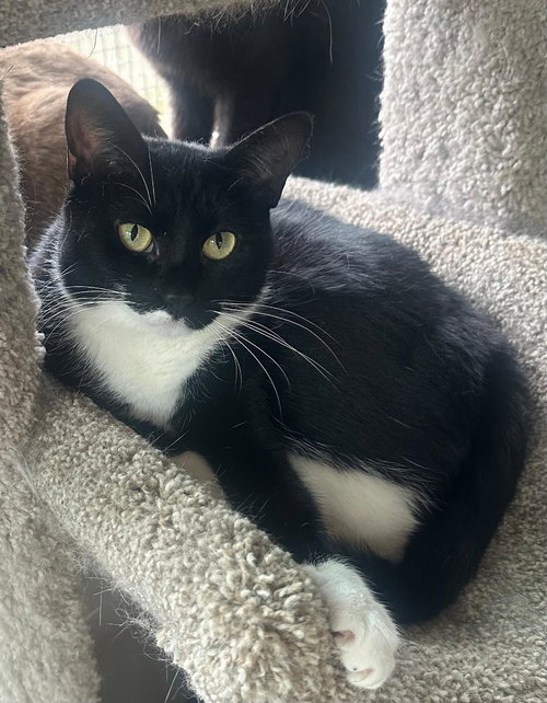 REECES, Young Tuxedo (short coat), cat for adoption in Florence, Alabama